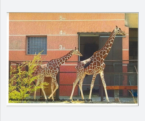 SOUS-MAINS OU SET DE TABLE GIRAFES